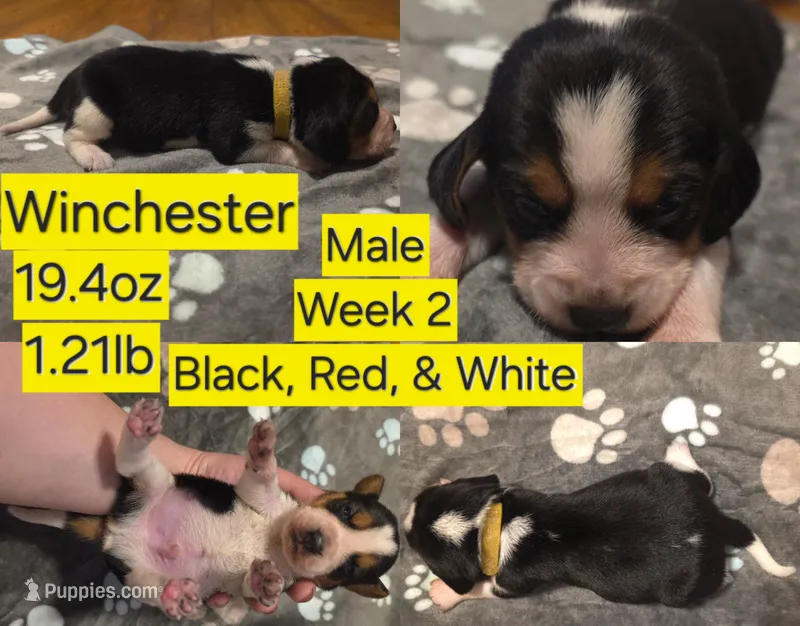 Winchester Yellow Male – Beagle puppy for sale in Bemidji, MN