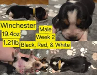 Winchester Yellow Male, a male Beagle for sale in Bemidji, MN – 1 of 5