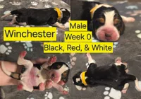 Winchester Yellow Male, a male Beagle for sale in Bemidji, MN – 1 of 3