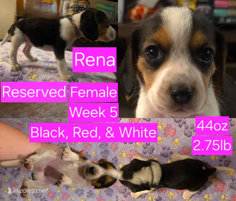 Rena Pink Female – Beagle puppy on hold in Bemidji, MN