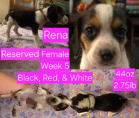 Rena Pink Female, a female Beagle for sale in Bemidji, MN – 1 of 8