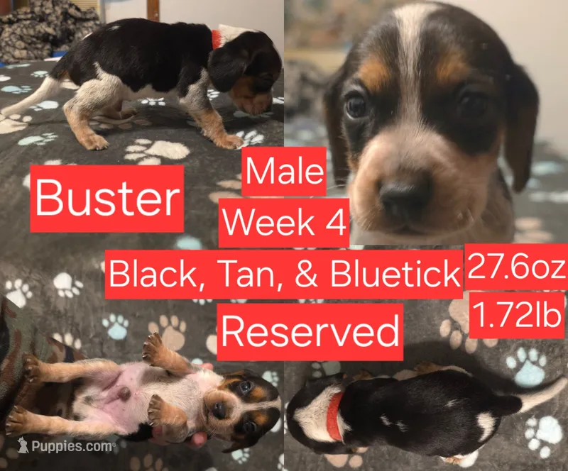 Rugar Red Male – Beagle puppy on hold in Bemidji, MN