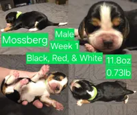 Mossberg Green Male, a male Beagle for sale in Bemidji, MN – 2 of 5