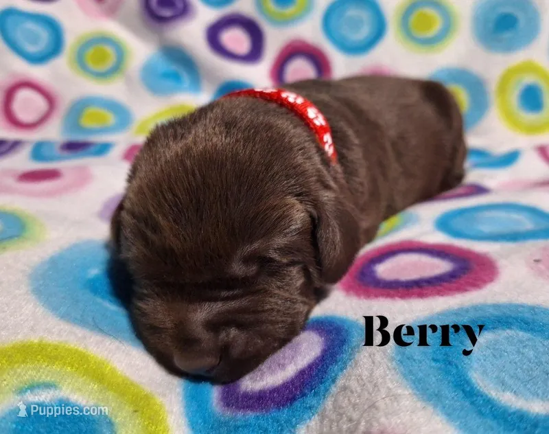 Berry  – Labrador Retriever puppy for sale in Bemidji, MN