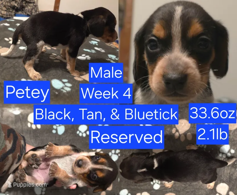 Petey Blue Male – Beagle puppy on hold in Bemidji, MN