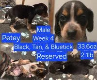 Petey Blue Male, a male Beagle for sale in Bemidji, MN – 2 of 8
