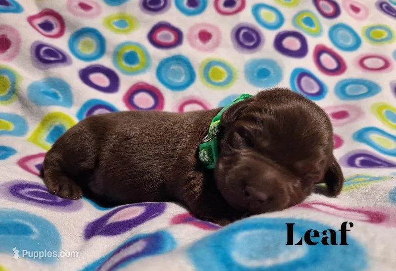 Leaf – Labrador Retriever puppy for sale in Bemidji, MN