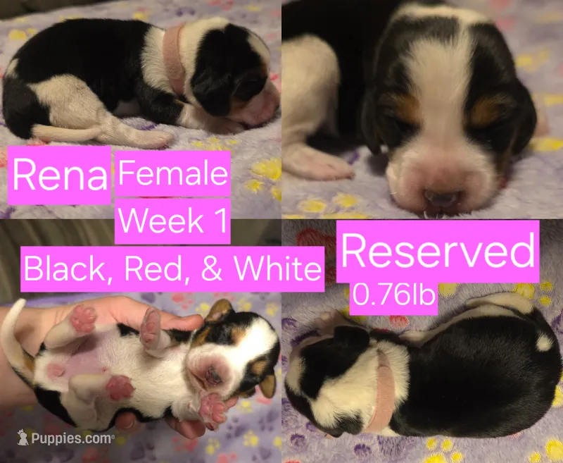Rena Pink Female – Beagle puppy on hold in Bemidji, MN