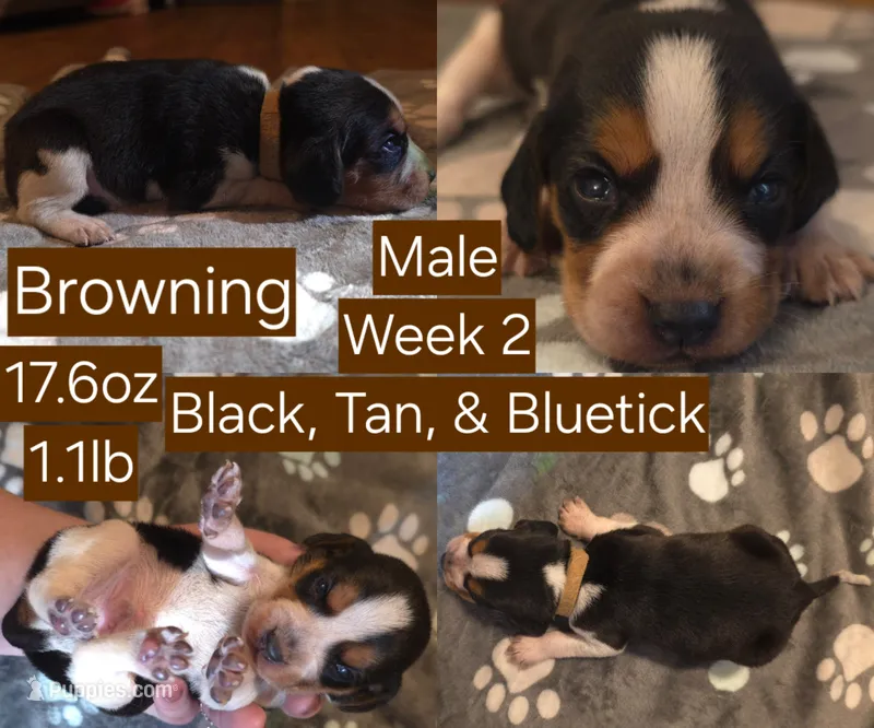 Browning Brown Male – Beagle puppy for sale in Bemidji, MN