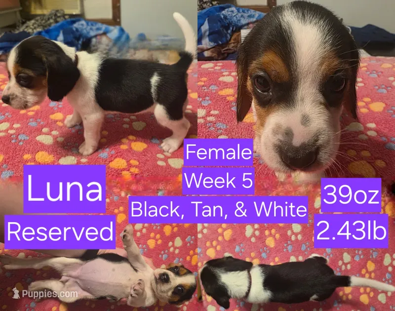 Luna Purple Female – Beagle puppy on hold in Bemidji, MN