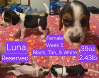 Luna Purple Female, a female Beagle for sale in Bemidji, MN – 1 of 8