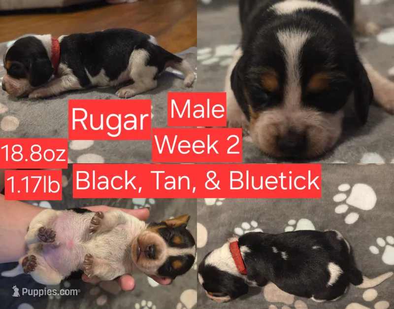 Rugar Red Male – Beagle puppy for sale in Bemidji, MN