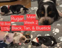 Buster Red Male, a male Beagle for sale in Bemidji, MN – 4 of 8