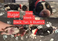Rugar Red Male, a male Beagle for sale in Bemidji, MN – 1 of 3