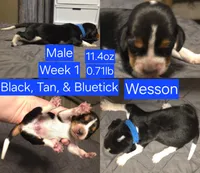 Wesson Blue Male, a male Beagle for sale in Bemidji, MN – 2 of 5