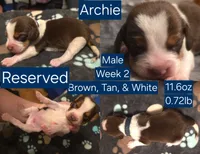 Archie Blue Male, a male Beagle for sale in Bemidji, MN – 3 of 7