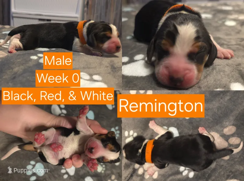 Remington Orange Male – Beagle puppy for sale in Bemidji, MN