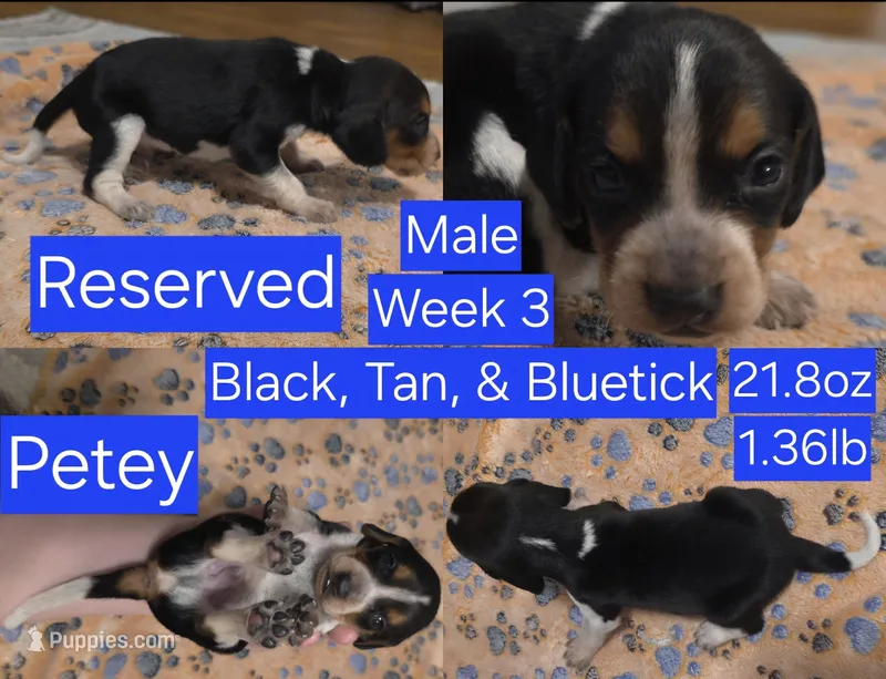 Petey Blue Male – Beagle puppy on hold in Bemidji, MN