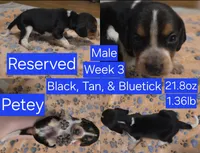 Petey Blue Male, a male Beagle for sale in Bemidji, MN – 1 of 6