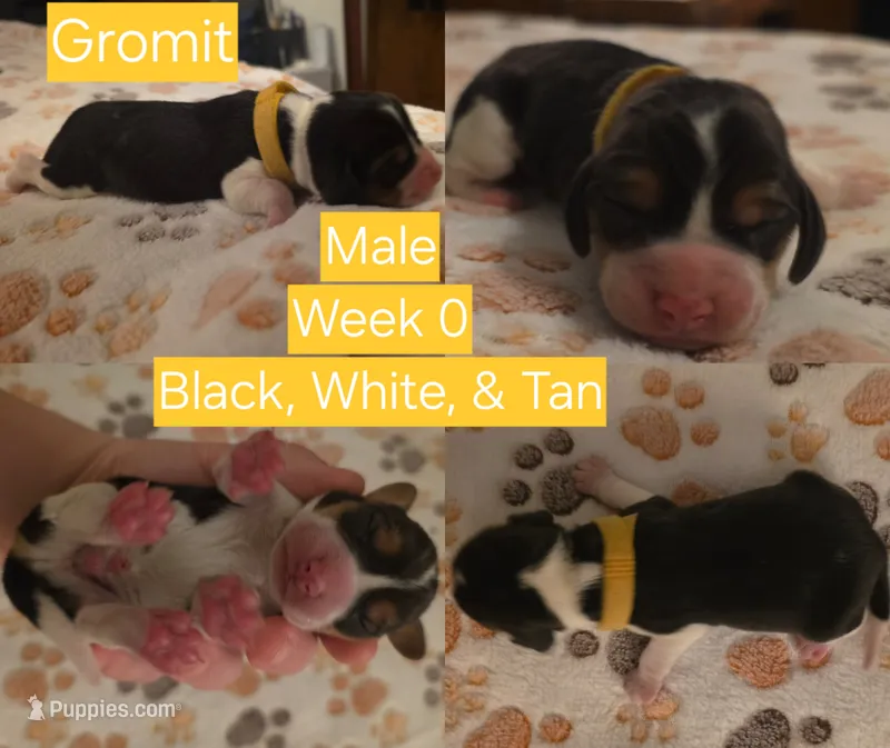 Gromit Yellow Male – Beagle puppy for sale in Bemidji, MN