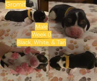 Gromit Yellow Male, a male Beagle for sale in Bemidji, MN – 1 of 3