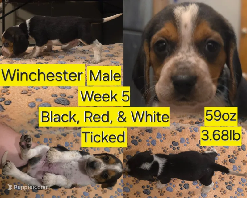 Winchester Yellow Male – Beagle puppy for sale in Bemidji, MN