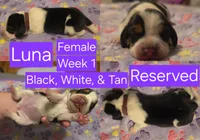 Luna Purple Female, a female Beagle for sale in Bemidji, MN – 3 of 6