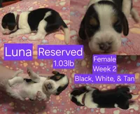 Luna Purple Female, a female Beagle for sale in Bemidji, MN – 2 of 6