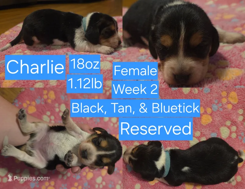 Charlie Blue Female – Beagle puppy on hold in Bemidji, MN