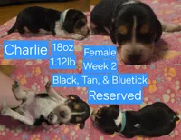 Charlie Blue Female, a male Beagle for sale in Bemidji, MN – 1 of 5