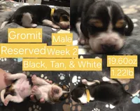 Gromit Yellow Male, a male Beagle for sale in Bemidji, MN – 2 of 6