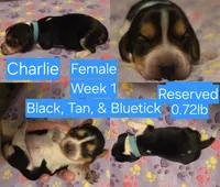 Charlie Blue Female, a male Beagle for sale in Bemidji, MN – 2 of 5