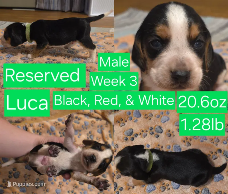 Luca Green Male – Beagle puppy on hold in Bemidji, MN