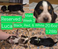 Luca Green Male, a male Beagle for sale in Bemidji, MN – 1 of 6