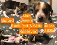 Buford Orange Male, a male Beagle for sale in Bemidji, MN – 2 of 8