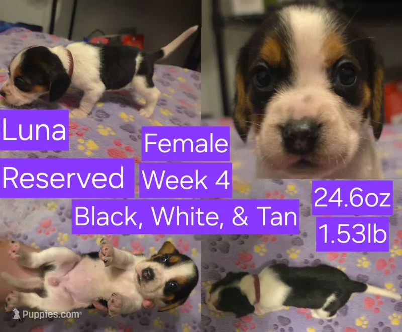 Luna Purple Female – Beagle puppy on hold in Bemidji, MN
