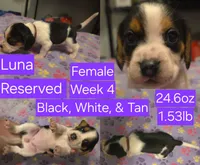 Luna Purple Female, a female Beagle for sale in Bemidji, MN – 2 of 8