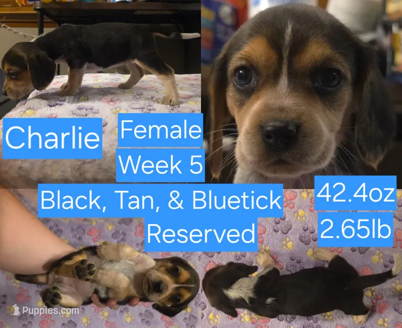 Charlie Blue Female – Beagle puppy on hold in Bemidji, MN