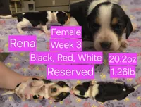 Rena Pink Female, a female Beagle for sale in Bemidji, MN – 3 of 8