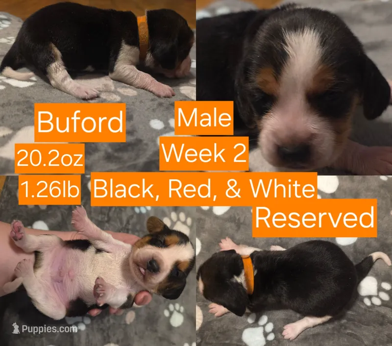 Remington Orange Male – Beagle puppy on hold in Bemidji, MN