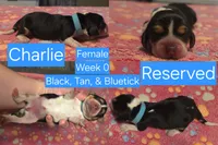 Charlie Blue Female, a male Beagle for sale in Bemidji, MN – 1 of 3