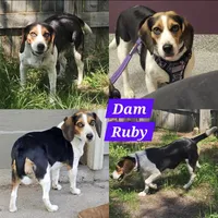 Gromit Yellow Male, a male Beagle for sale in Bemidji, MN – 3 of 3