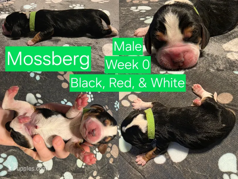 Mossberg Green Male – Beagle puppy for sale in Bemidji, MN