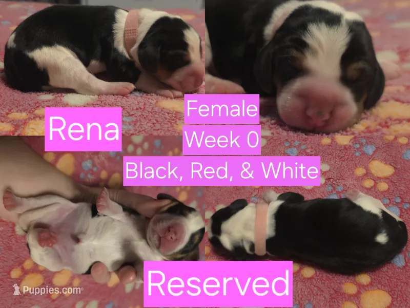 Rena Pink Female – Beagle puppy on hold in Bemidji, MN