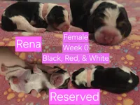 Rena Pink Female, a female Beagle for sale in Bemidji, MN – 1 of 3