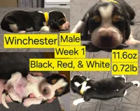 Winchester Yellow Male, a male Beagle for sale in Bemidji, MN – 2 of 5