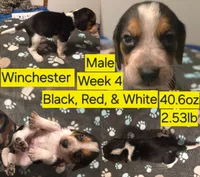 Winchester Yellow Male, a male Beagle for sale in Bemidji, MN – 2 of 8