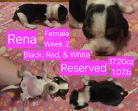 Rena Pink Female, a female Beagle for sale in Bemidji, MN – 1 of 5