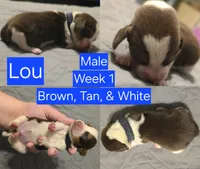 Archie Blue Male, a male Beagle for sale in Bemidji, MN – 4 of 7