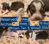 Archie Blue Male, a male Beagle for sale in Bemidji, MN – 2 of 7